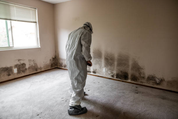  Richmond, KY Mold Removal Pros